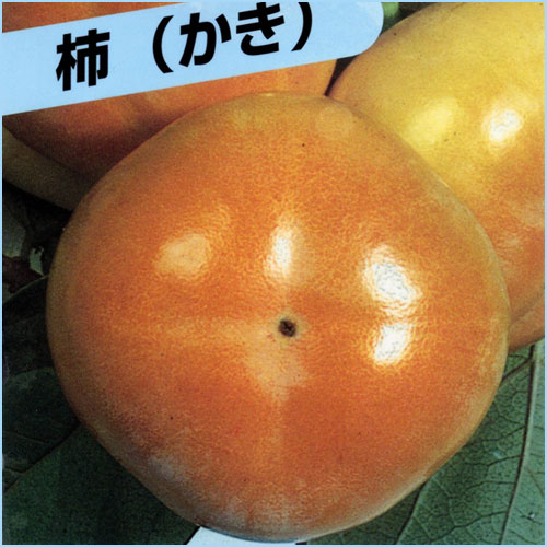 柿（カキ）の苗木を販売