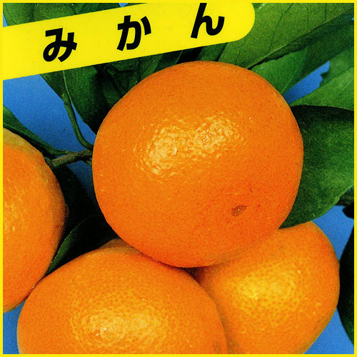 温州ミカンの苗木を販売