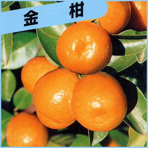 果樹園 花育通販 大実金柑 キンカン きんかん の苗木を販売