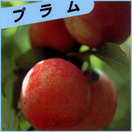 果樹園 花育通販 すもも プラム 苗木 サンタローザを販売