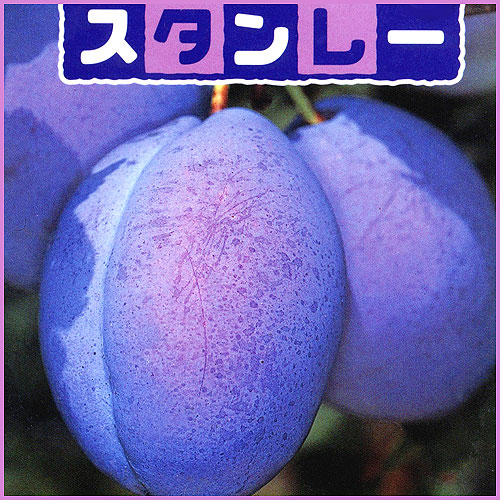 果樹園 花育通販 プルーン苗木 スタンレープルーンを販売