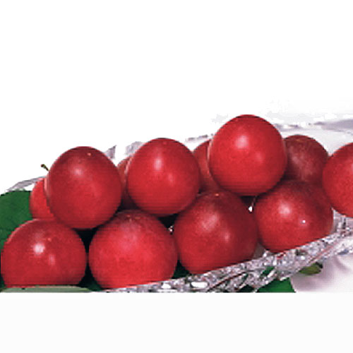 果樹苗木の販売店 花育通販 すもも プラム 苗木 メスレー