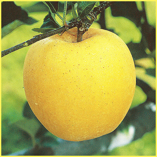 林檎（リンゴ）苗木の販売店