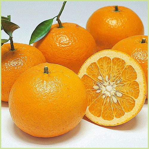 紅甘夏の苗木を販売