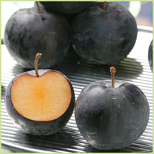 果樹苗木の販売店 花育通販 すもも プラム 苗木 バイオチェリーを販売