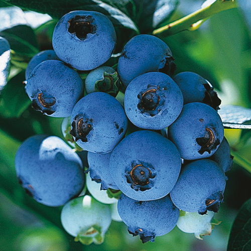 果樹園 花育通販 ブルーベリー苗木 ブルークロップ ハイブッシュ系 の苗 2年生 を販売