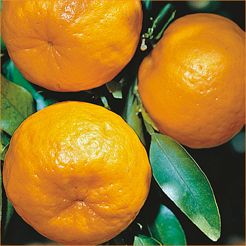 みかん・ゆず苗木販売店「花育通販」