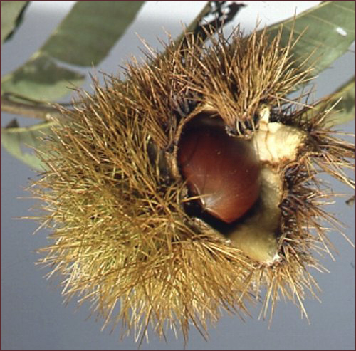 栗（くり・クリ）苗木販売店「花育通販」