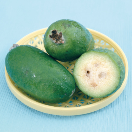 果樹苗木の販売店 花育通販 フェイジョア苗木 トライアンフを販売