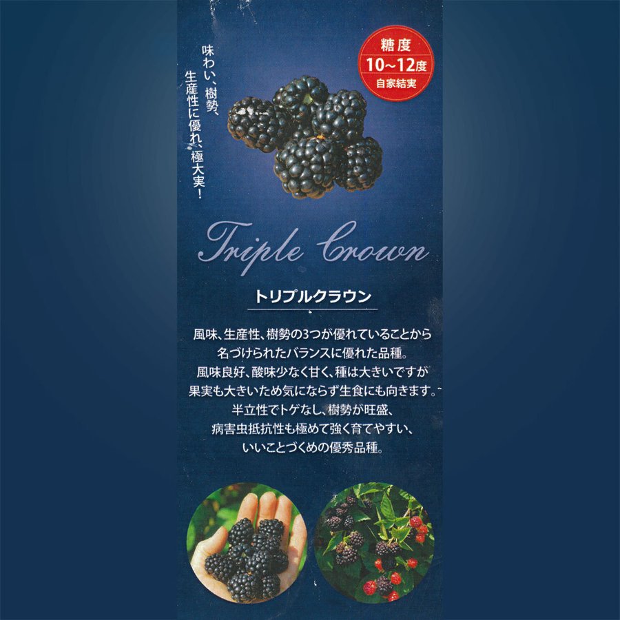 ブラックベリー「トリプルクラウン」