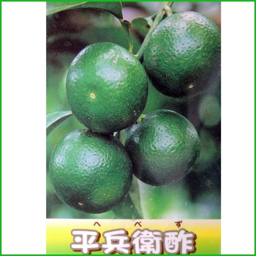 平兵衛酢 ヘベス の苗木を販売 花育通販