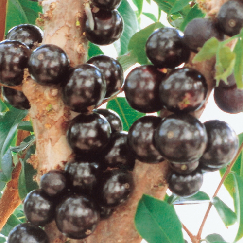 ジャボチカバの苗木を販売【花育通販】熱帯果樹の販売店