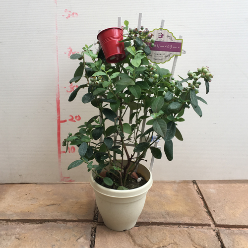 ブルーベリー苗木デュオ（2品種植え）パティスリーベリー