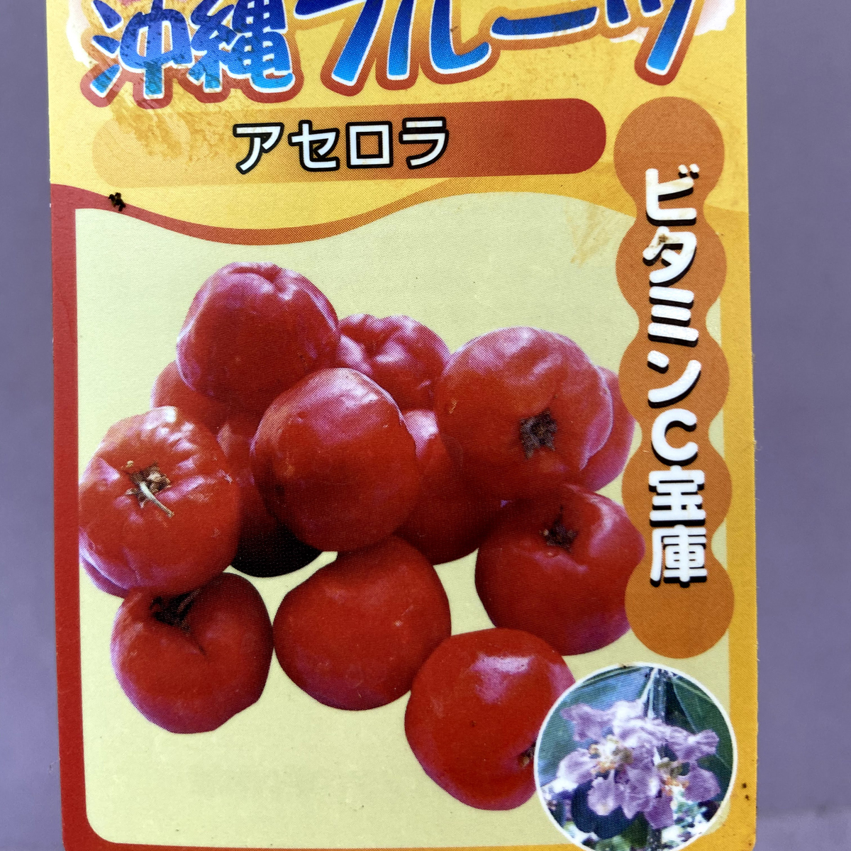 アセロラの苗木を販売 花育通販