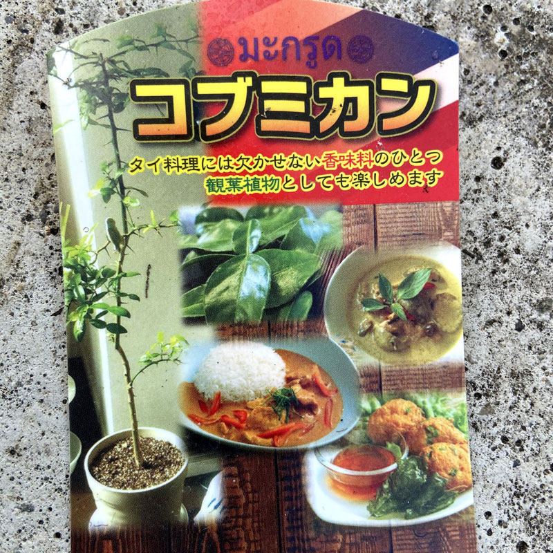 果樹園 花育通販 コブミカン カフィアライム バイマックル の苗木を販売