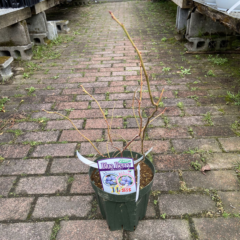 ブルーベリー　ハイブッシュ系　２品種植え