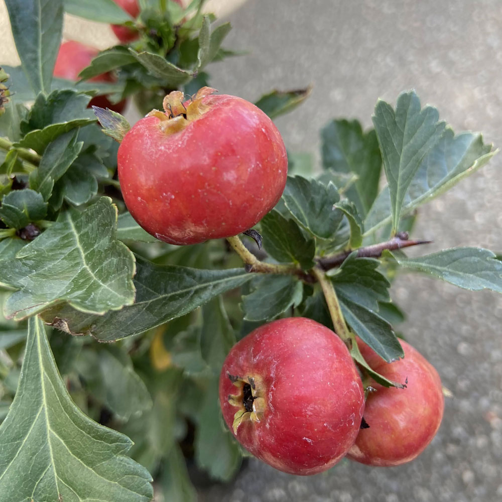 春の植木 庭木の販売店 花育通販 びっくりサンザシ の苗木を販売