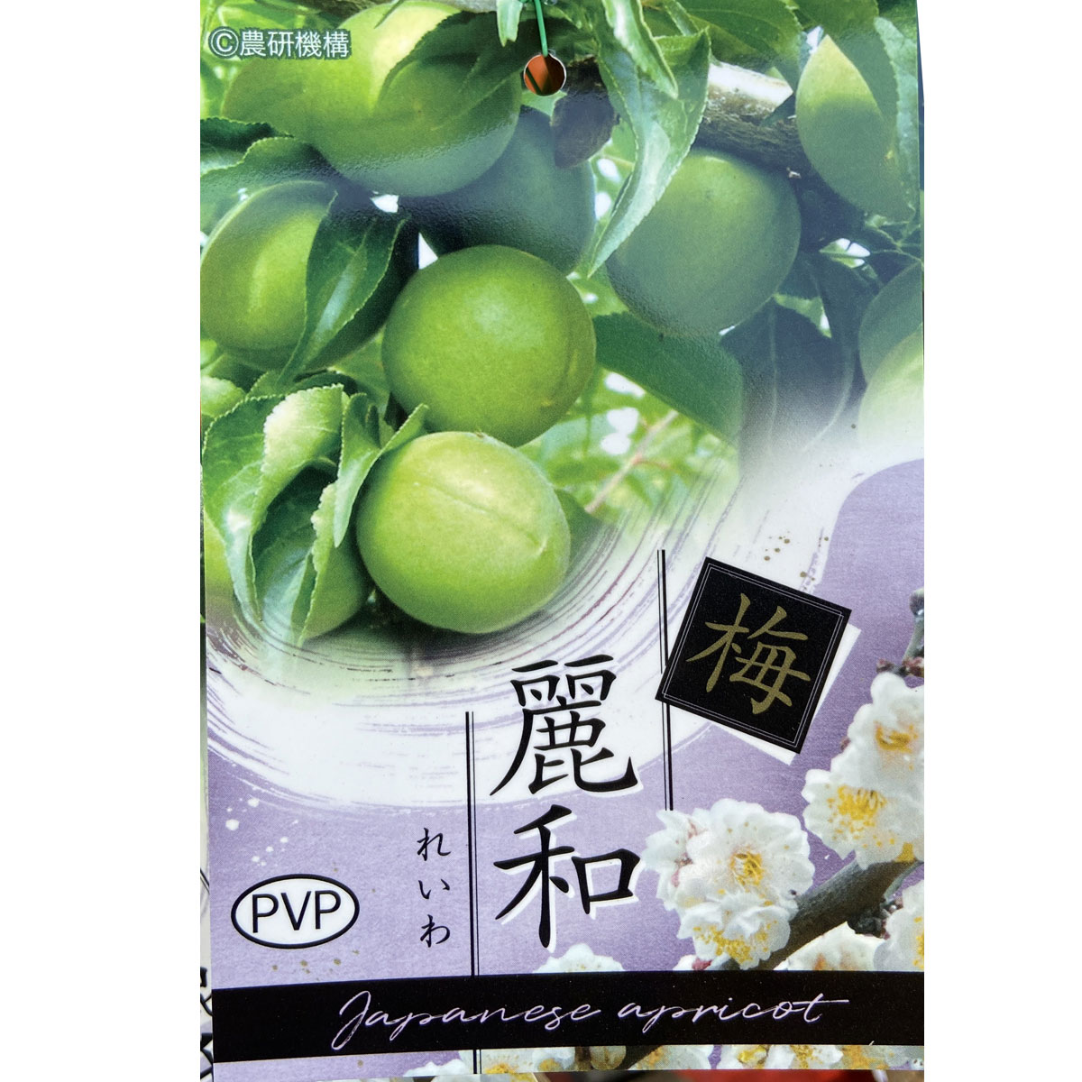 梅（うめ）「麗和（れいわ）」