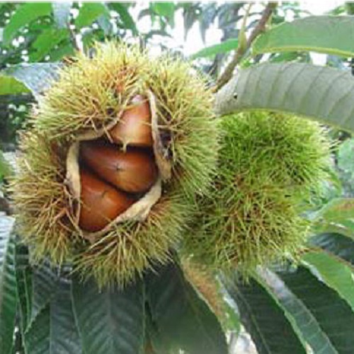 栗　苗木　ぽろすけ