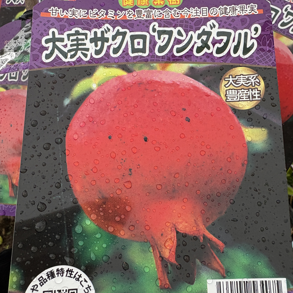ザクロ　ワンダフル