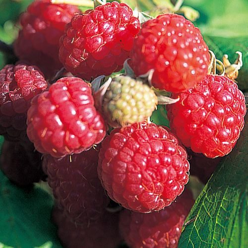 ラズベリー　マリージェーン