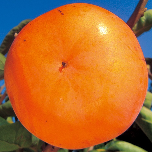 甘柿(カキ)苗木　 輝太郎（きたろう）