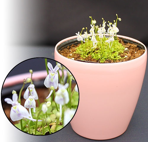 動物画像無料 ラブリーうさぎ 苔 通販