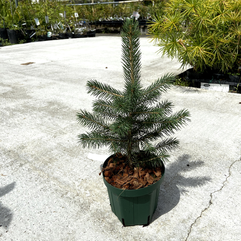 ピセア・プンゲンス スーパーブルーシードリング(SBS)