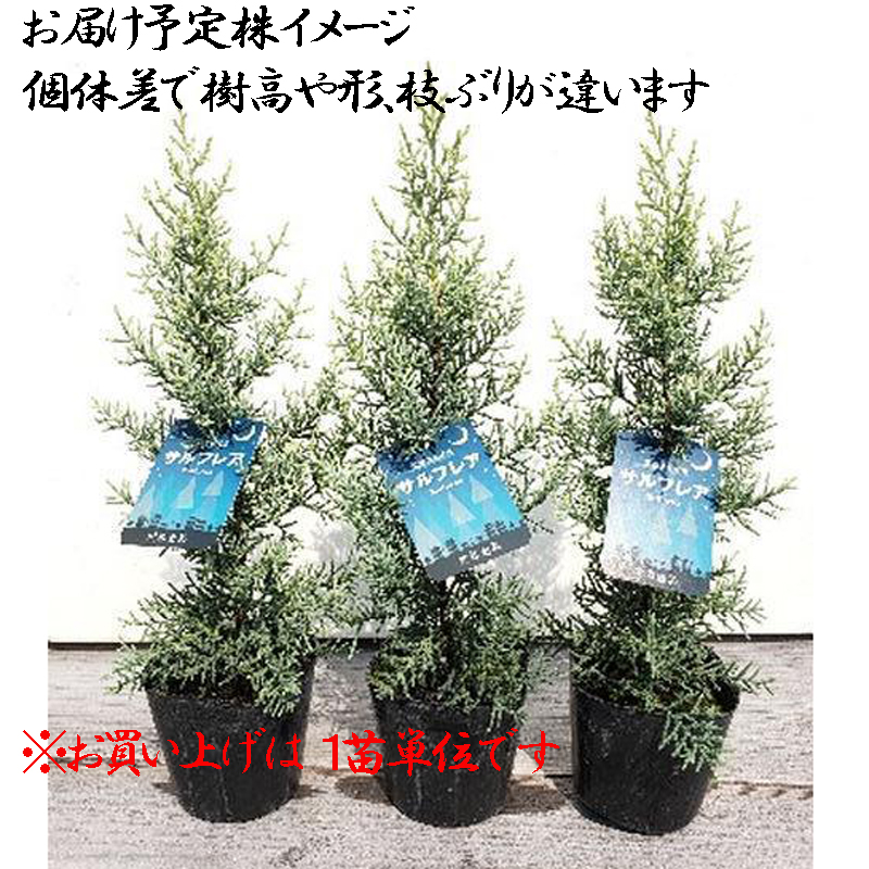 コニファー クプレッサス アリゾニカ サルフレア の苗木を販売 花育通販
