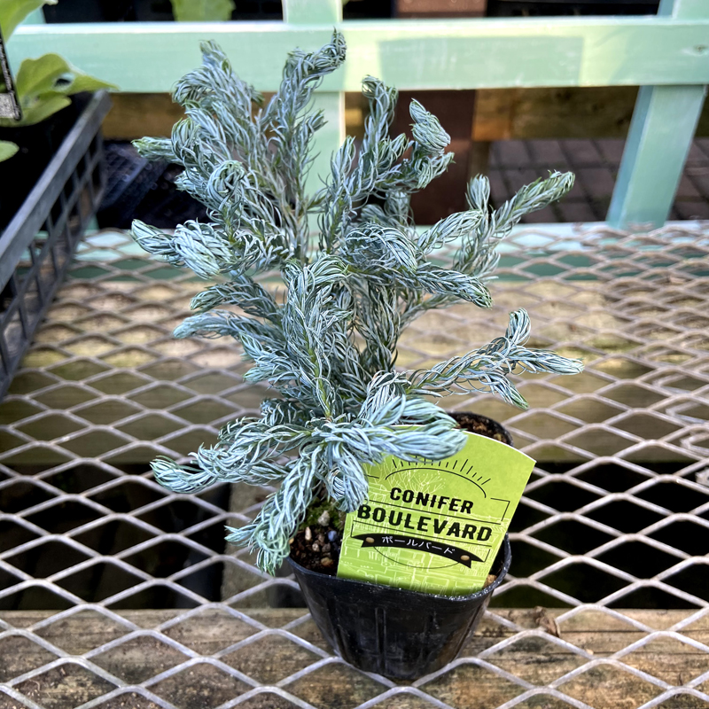 コニファー チャメシパリス ピシフェラ ボウルバード ブルーバード の苗木を販売 花育通販 コニファー チャメシパリス ピシフェラ ボウルバード ブルーバード の苗木を販売 花育通販