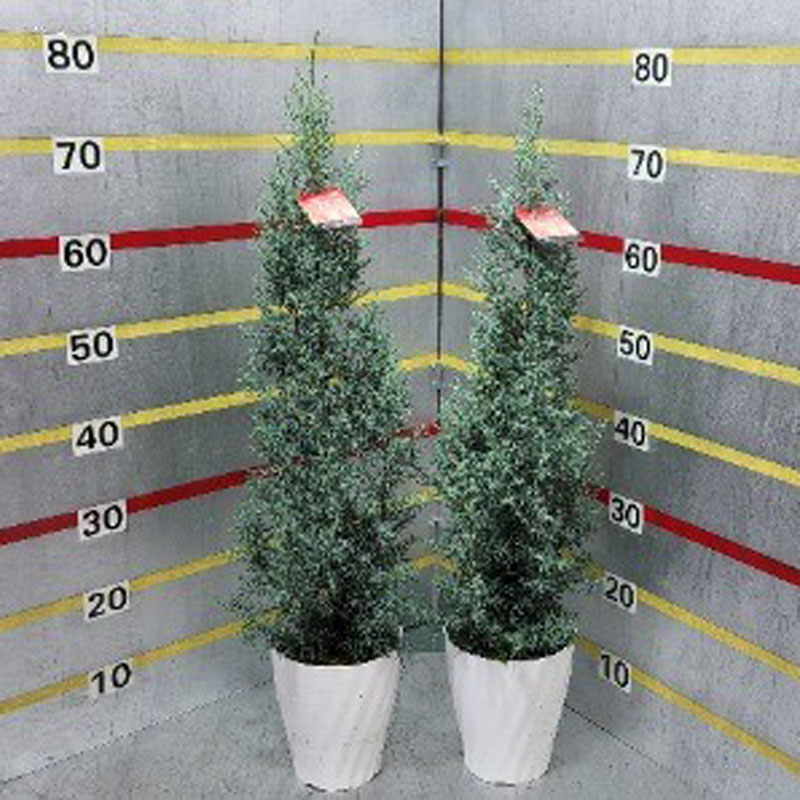 クプレッサス　サイプレス’シャイニングブルー’の苗木