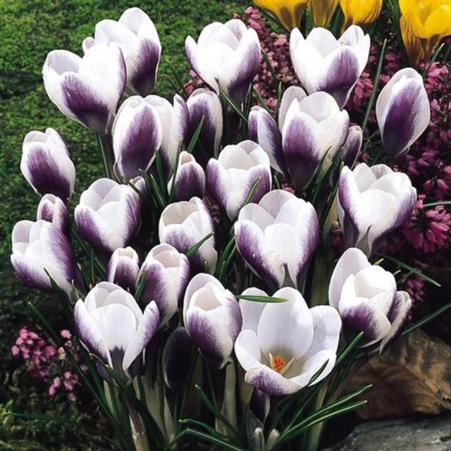 秋植え球根の販売店 花育通販 クロッカス プリンスクラウスの球根 7球入 を販売 秋植え球根の販売店 花育通販 クロッカス プリンスクラウスの球根 7球入 を販売