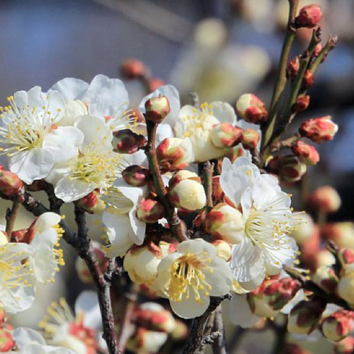 花梅苗木販売店【花育通販】冬至梅（白花一重咲き）を販売