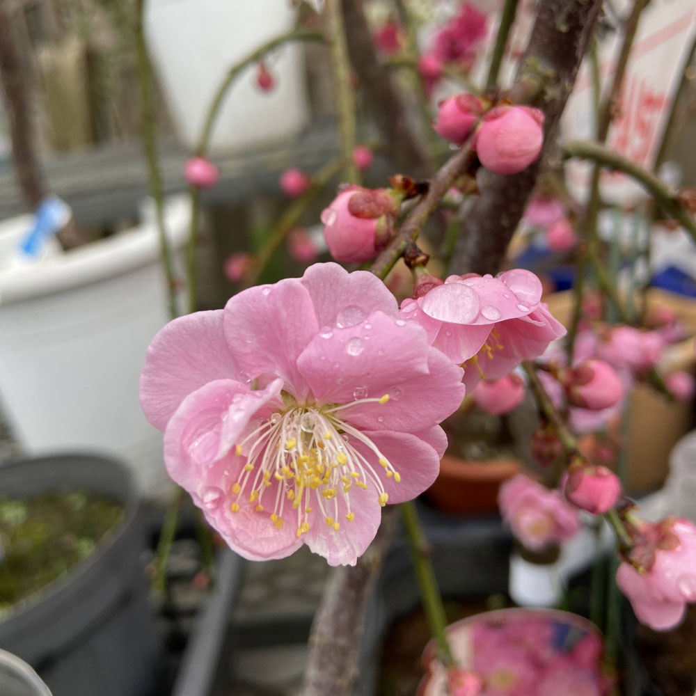 花梅　呉服しだれの苗木