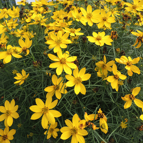 宿根草・多年草販売店【花育通販】糸葉ハルシャギクの苗を販売