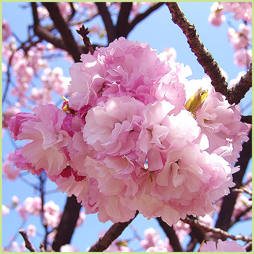 桜（サクラ・さくら）の苗木を販売