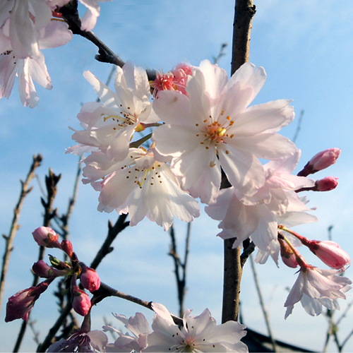 桜（サクラ・さくら）の苗木を販売
