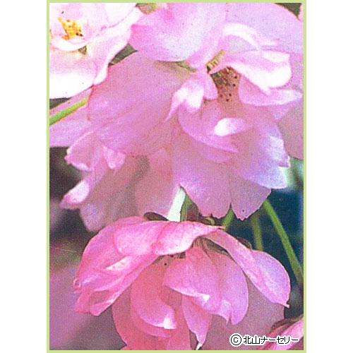桜（サクラ・さくら）の苗木を販売
