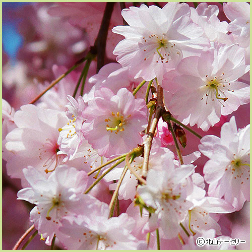 桜（サクラ・さくら）の苗木の販売店