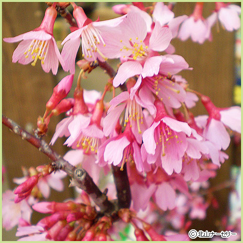 桜（サクラ・さくら）の苗木の販売店
