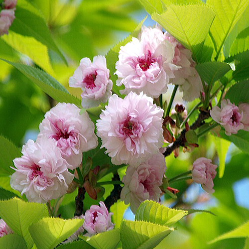 桜（さくら）苗木販売店【花育通販】兼六園菊桜