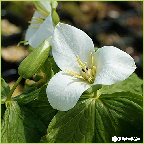 山野草・高山植物の苗を販売
