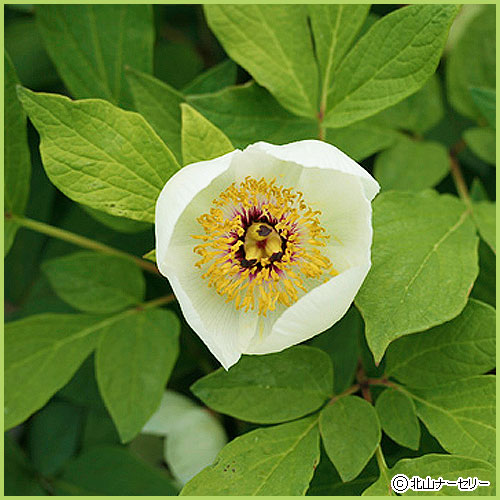 山野草 高山植物の販売店 花育通販 山芍薬 ヤマシャクヤク の苗を販売