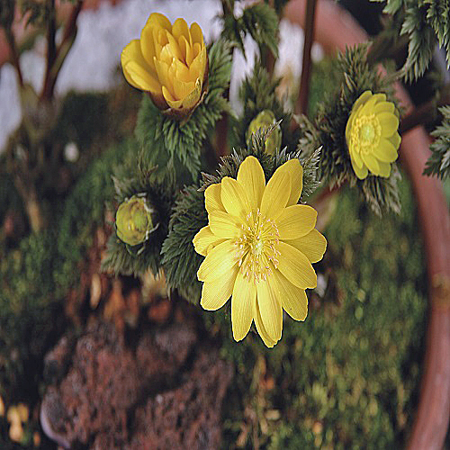 山野草 高山植物の販売店 花育通販 福寿草 フクジュソウ の苗を販売