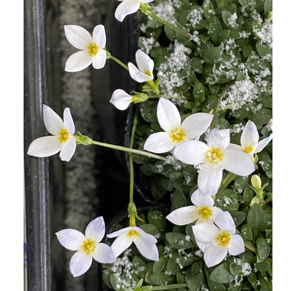 多年草 宿根草苗の販売店 花育通販 白花ヒナソウ 雛草 の苗を販売