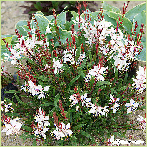 多年草 宿根草の販売店 花育通販 ガウラ ベインズフェアリーの苗を販売