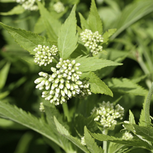 秋の七草販売店「花育通販」藤袴（フジバカマ）の苗