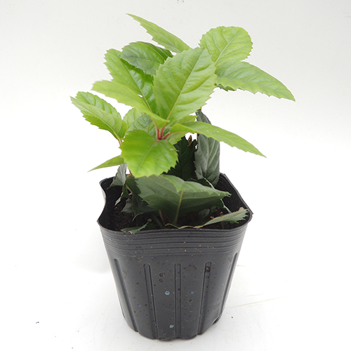 植木 山野草 花苗の販売店 花育通販 ヤブコウジ 十両 の苗を販売