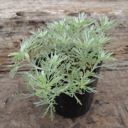 朝霧草 アサギリソウ の苗 花育通販 多年草 宿根草 カラーリーフの販売店