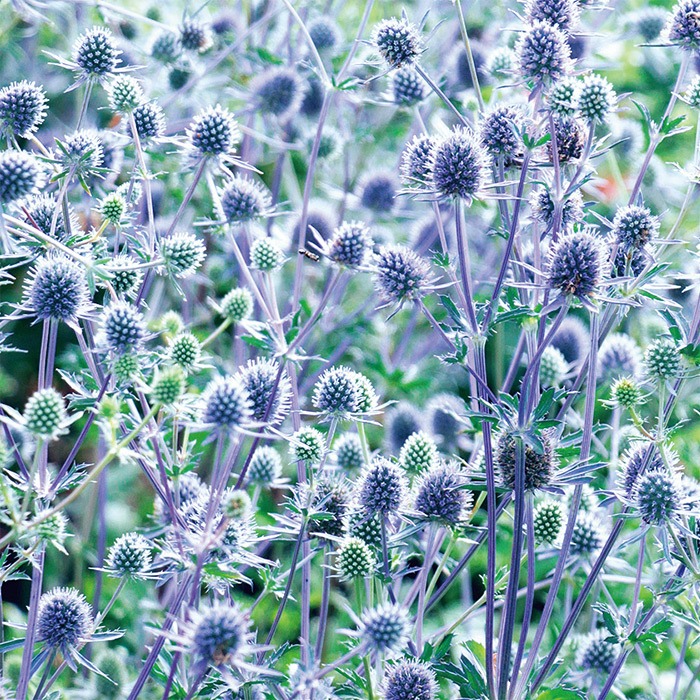 多年草 宿根草の販売店 花育通販 エリンジウム エリンジューム ブルーグリッターの苗販売